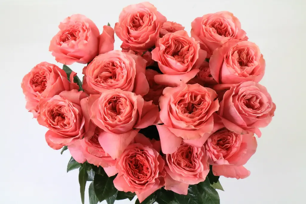 Rosa Ec Mandarin Xpression.webp