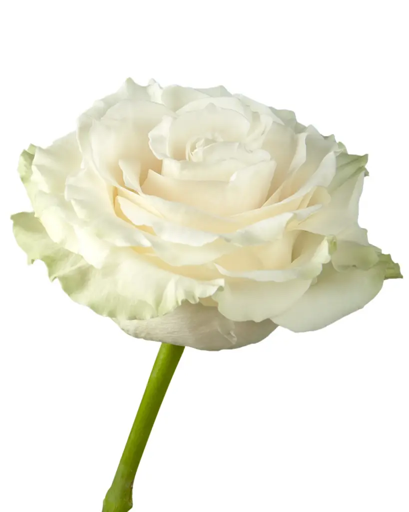 rose-mondial-white-flower-6_8434372a-7396-46c2-98e6-5f92c6e26baf_5000x.webp