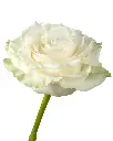 rose-mondial-white-flower-6_8434372a-7396-46c2-98e6-5f92c6e26baf_5000x.webp