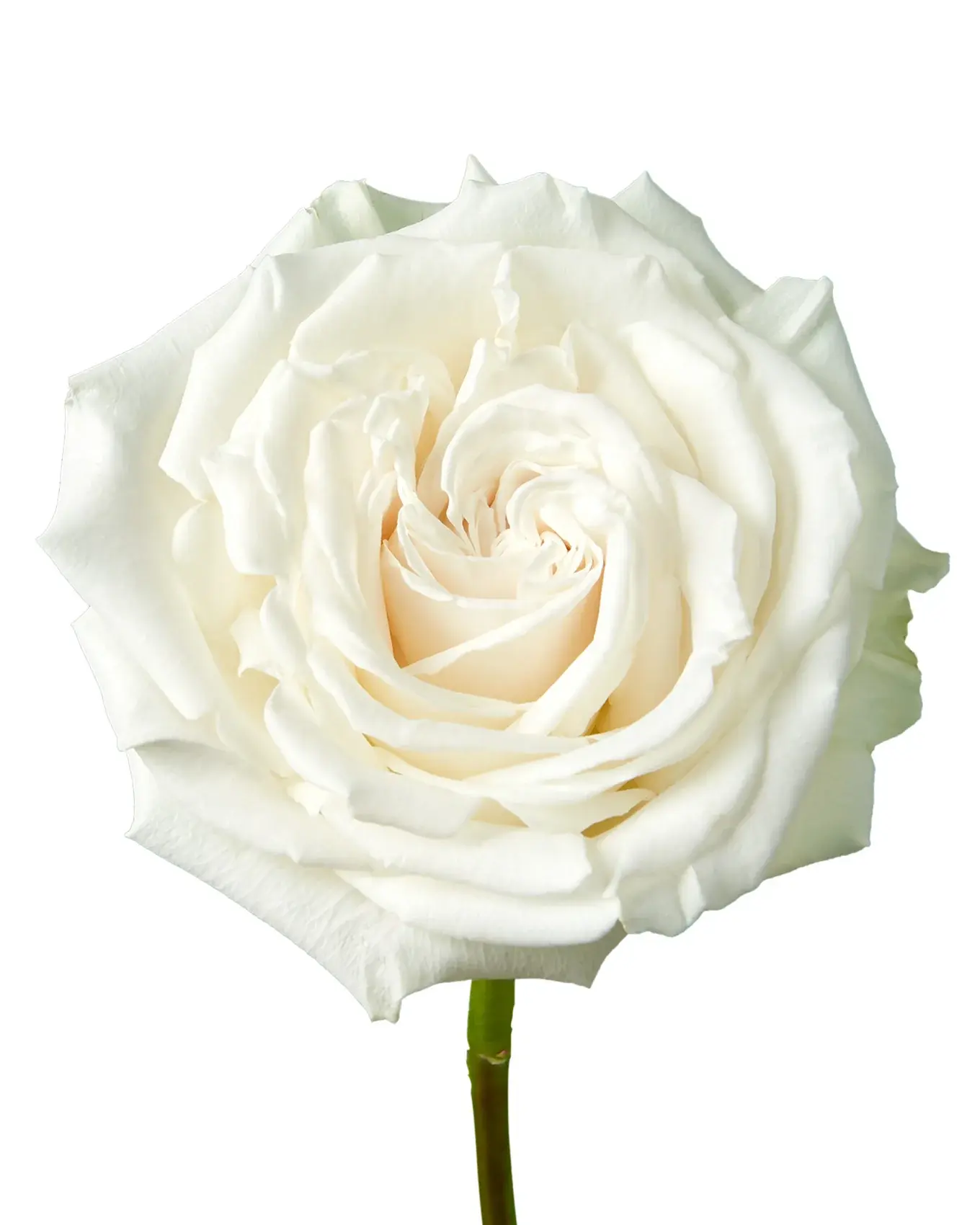 rose-playa-blanca-white-flower_5000x.webp