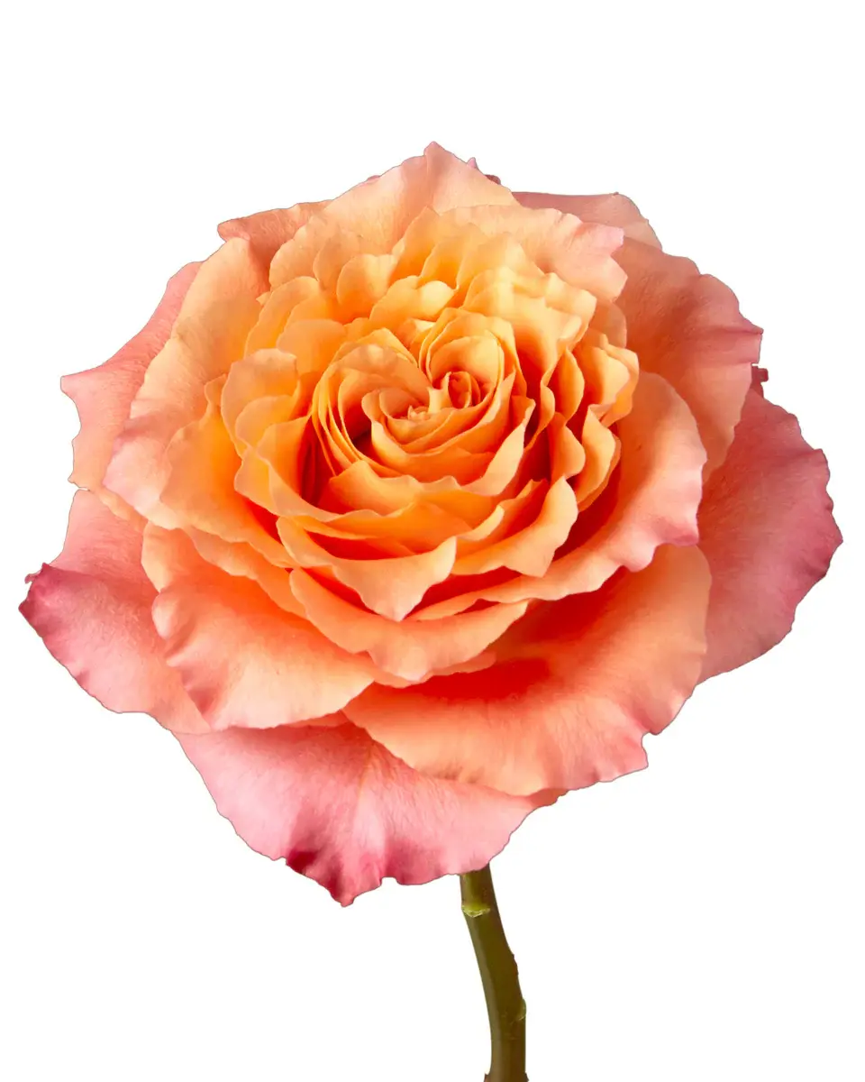 rose-free-spirit-1_5000x.webp