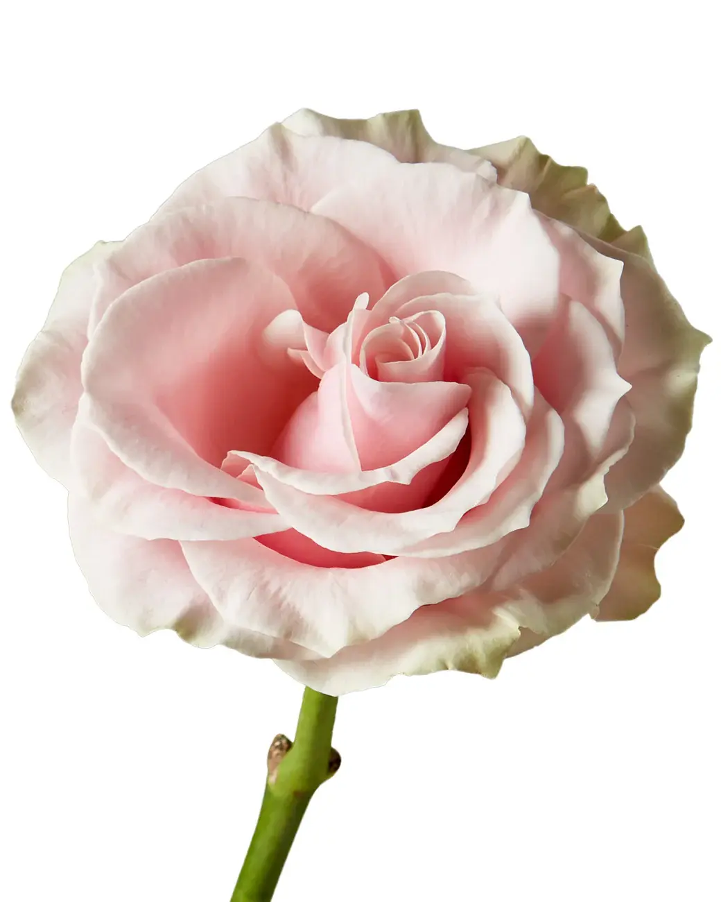rose-pink-mondial-flower_5000x.webp