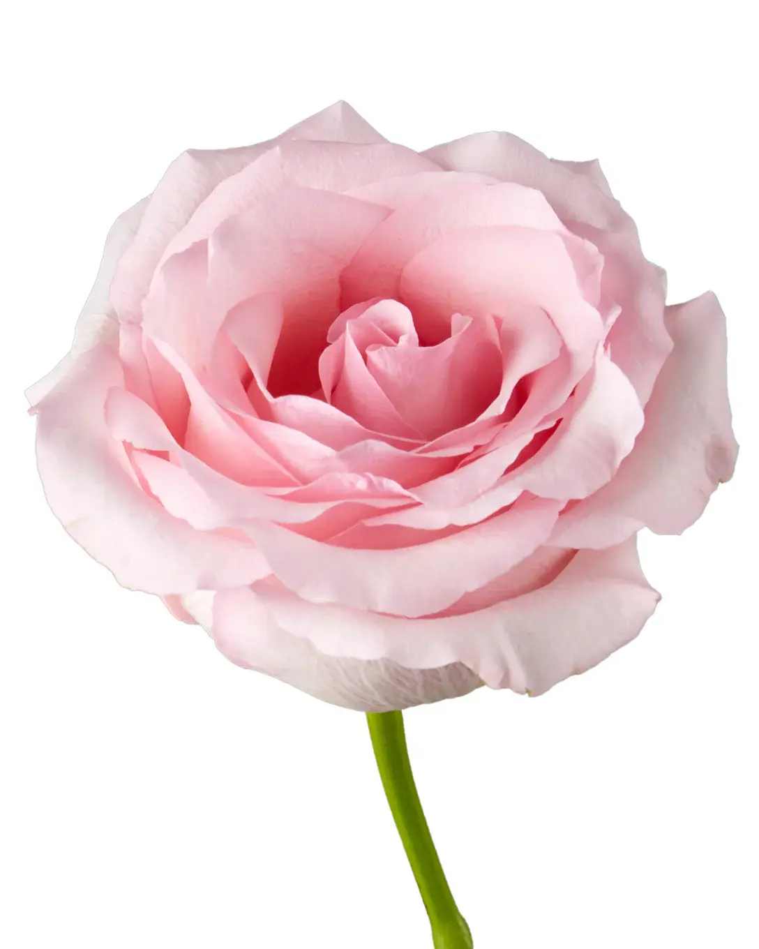 rose-nena-pink-flower_48e90a46-912d-4661-a3ee-5072ee9ed70e_5000x.webp