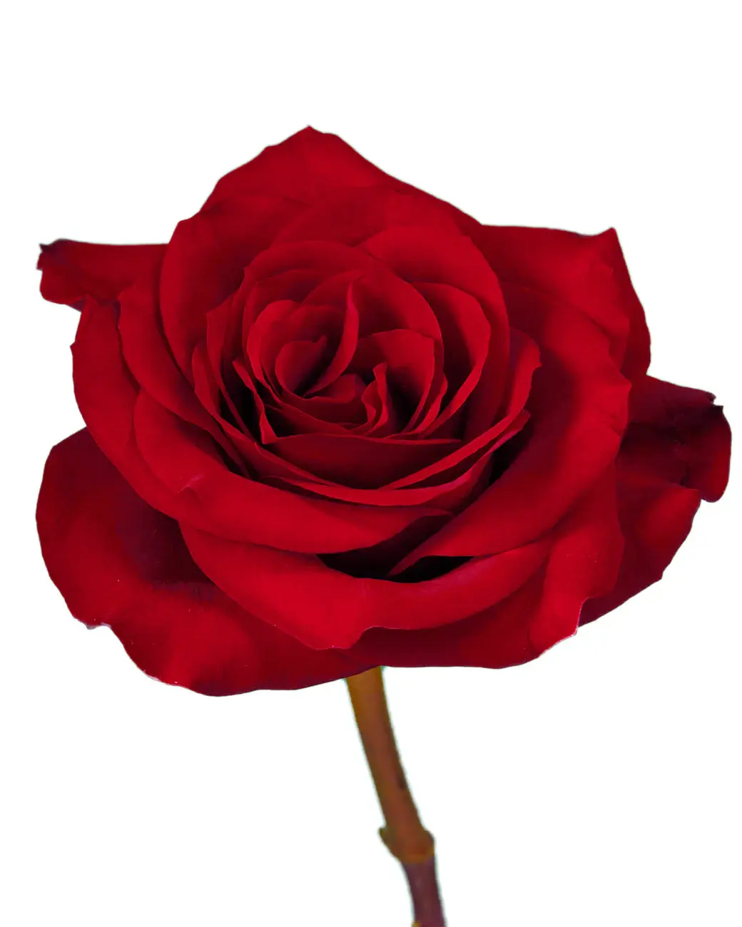 rose-freedom-red-3_5000x (1).webp
