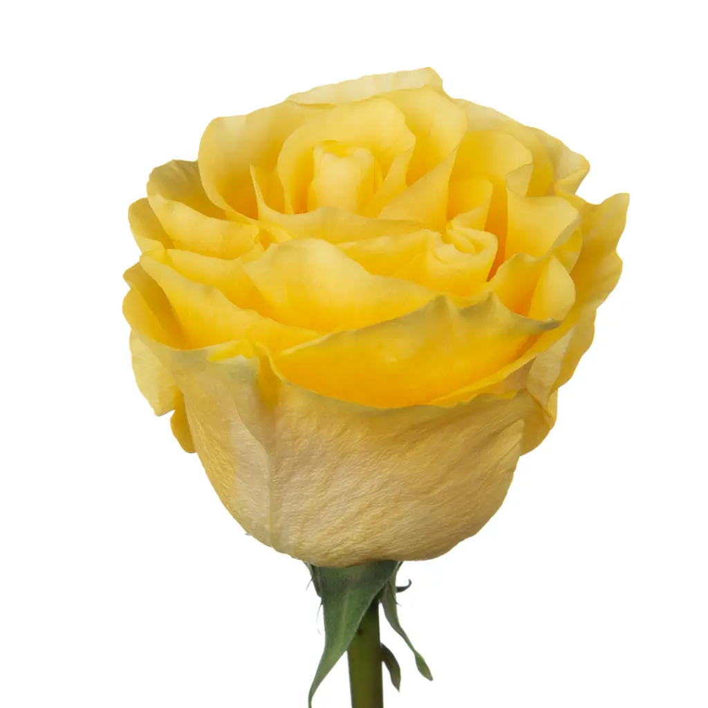 Rosas_Web_Cantiza_Golden-Llama-F.webp