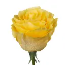 Rosas_Web_Cantiza_Golden-Llama-F.webp