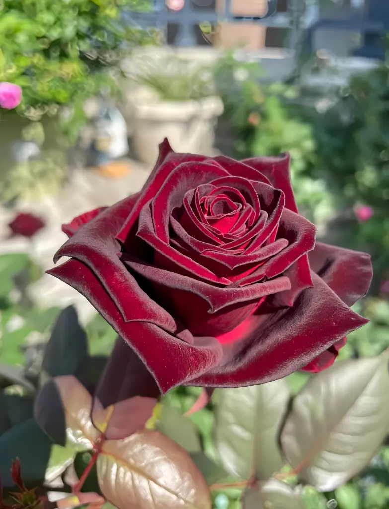 Black-Baccara-Rose.webp
