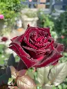 Black-Baccara-Rose.webp