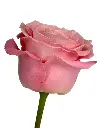 rose-hermosa-pink-flower-3_3b10d8ec-2809-4d9c-9e45-e86c48fb11d2_5000x.webp