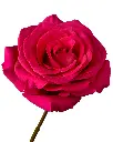 rose-pink-floyd-hot-flower-4_2000x.webp