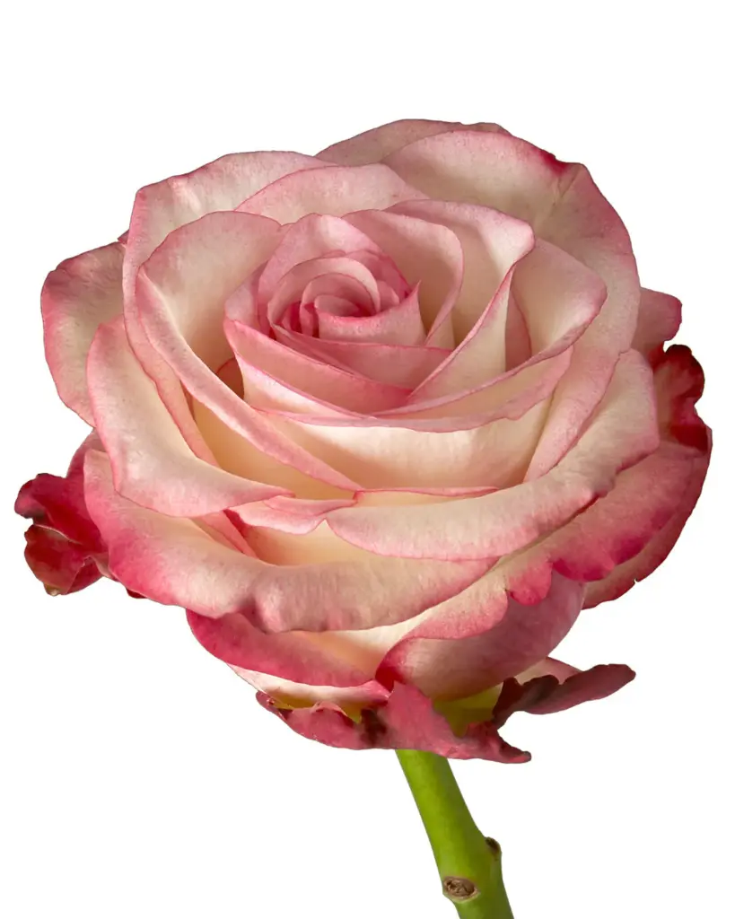rose-paloma-2_5000x.webp