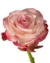 rose-paloma-2_5000x.webp