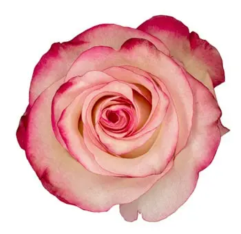 paloma-rose.webp