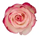 paloma-rose.webp