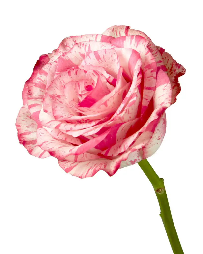 rose-magic-times-hot-pink-white-bicolor-flower-2_8be24fca-8511-4192-8b2d-f1a672abdbec_5000x.webp