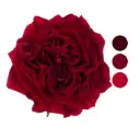 Mayra's Red Garden Rose 