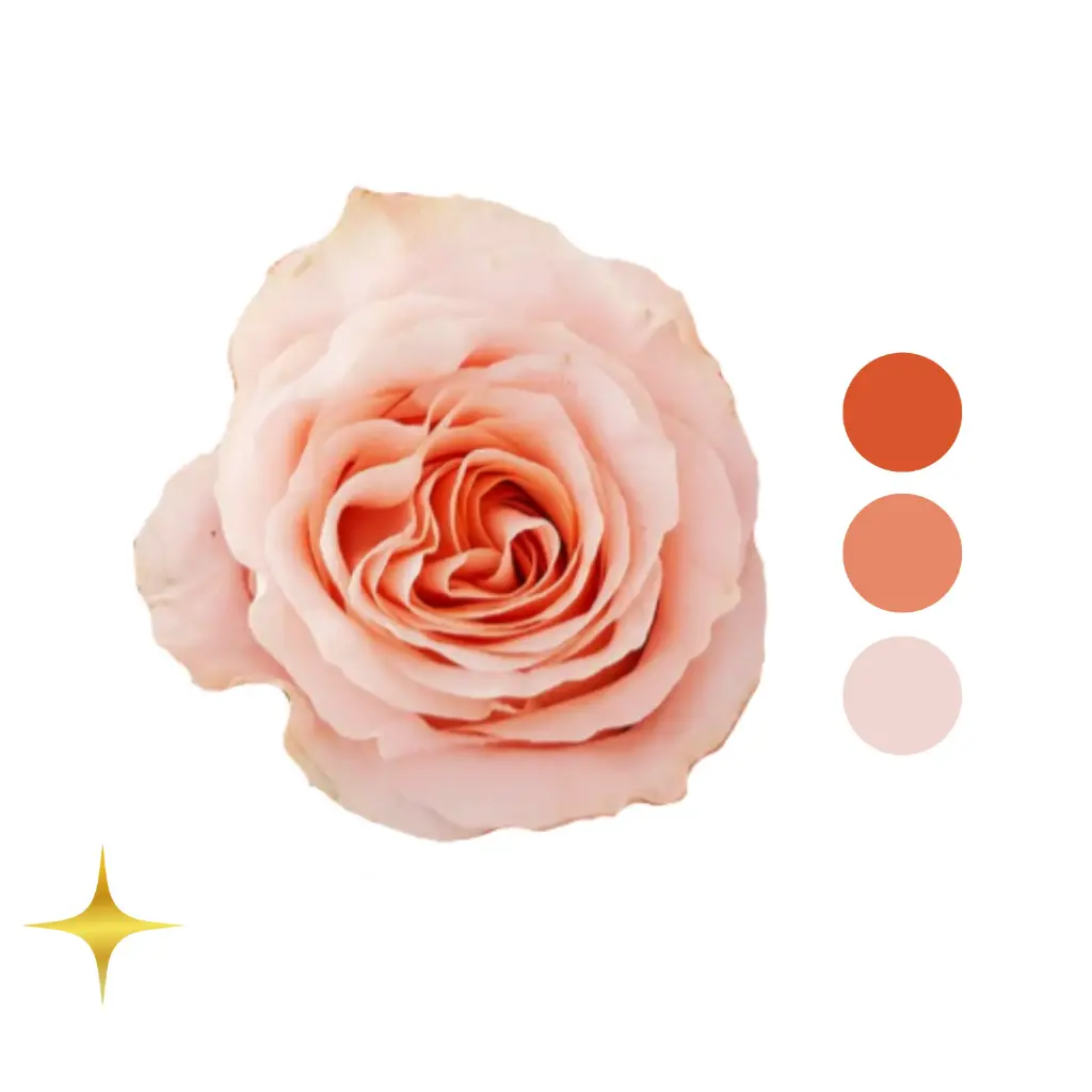 Princess Crown Pink Garden Rose 