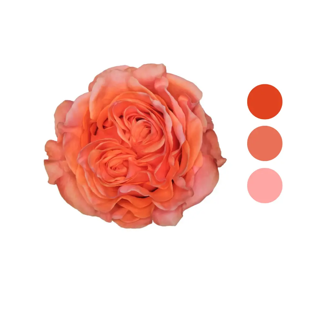 Senti Glam Orange Garden Rose 