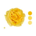 Golden Llama Garden Rose