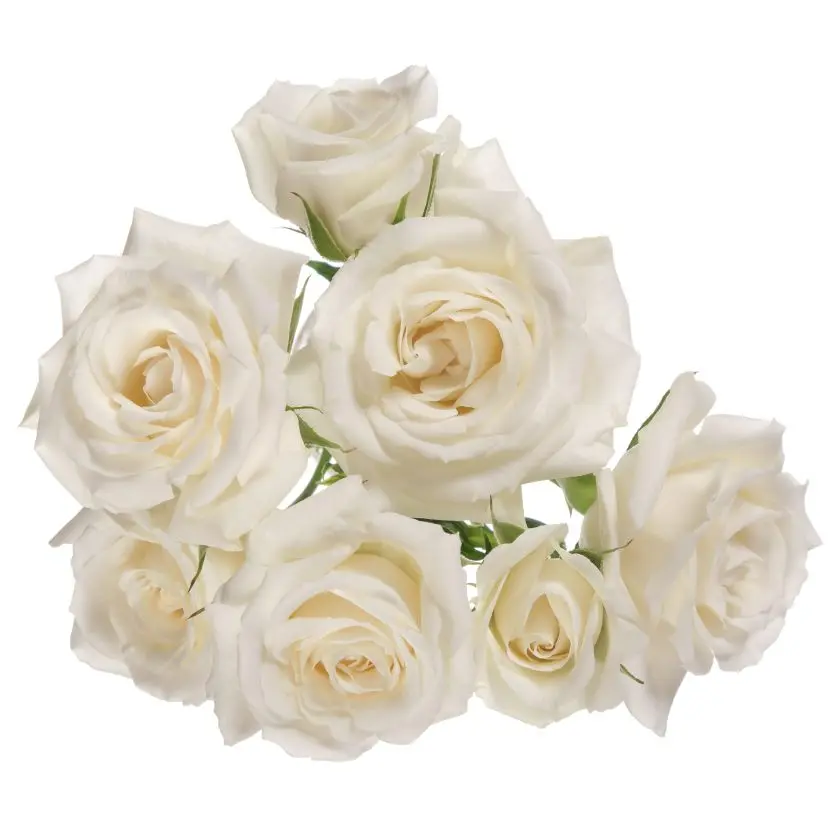 White Majolika Spray Rose 