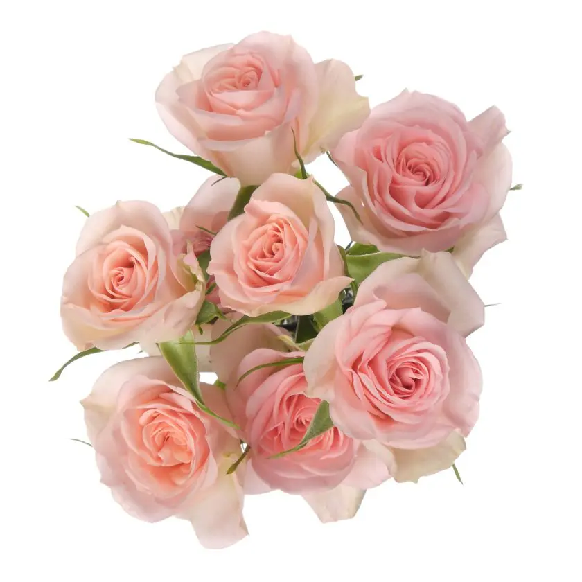 Bellalinda Sweety Pink Spray Rose 
