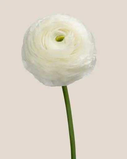 Elegance Bianco