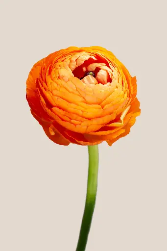 Elegance Clementine