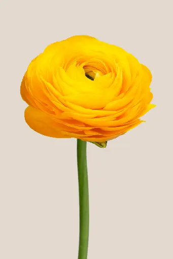 Elegance Giallo