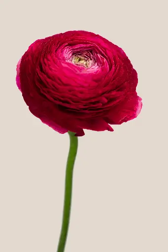 Elegance Hot Pink