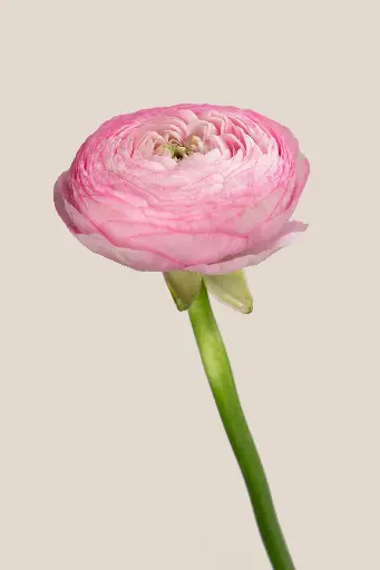 Elegance Rosa