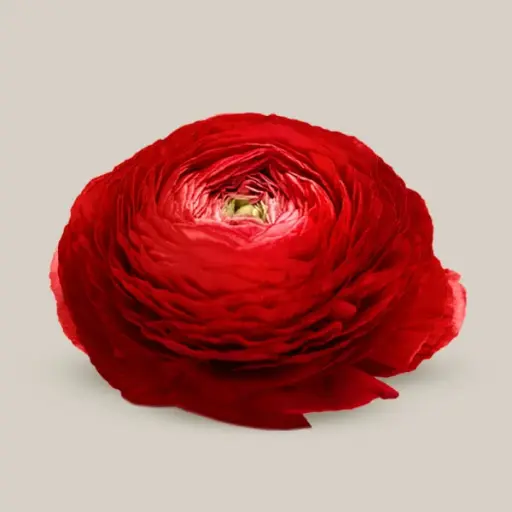 Elegance Rosso