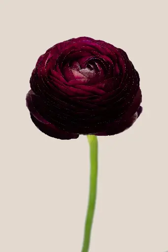 Elegance Viola
