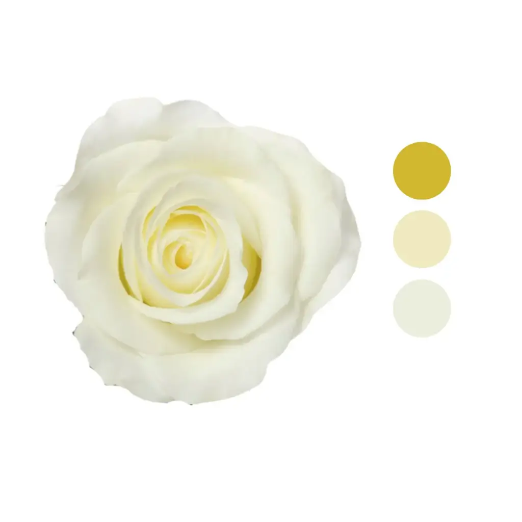 Akito White Rose