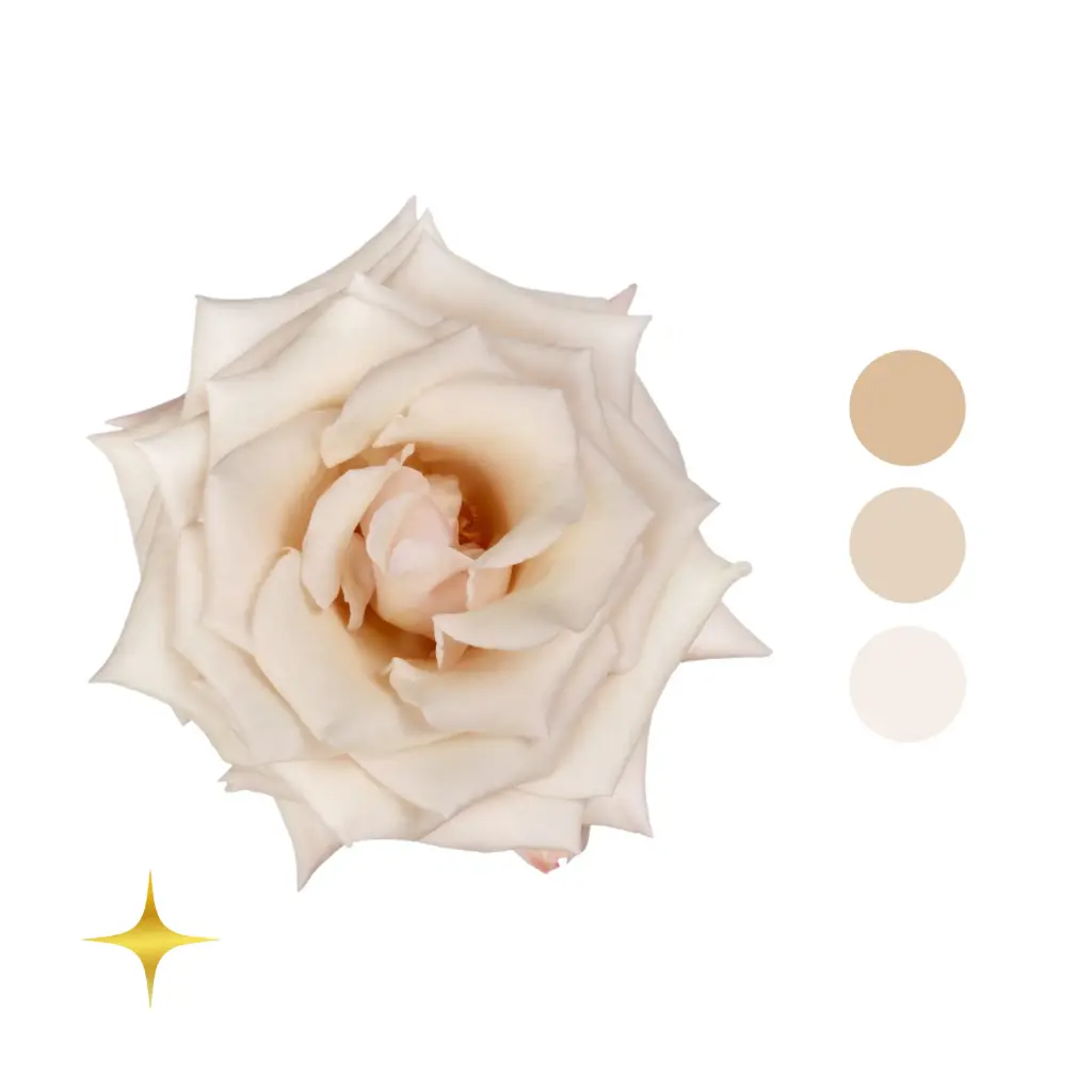 Aly Blush Cream Rose 