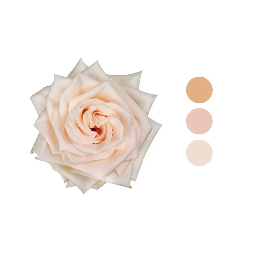 Soul Cream Rose 