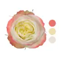 Sorbetto Rosso White/Pink Rose                                                
