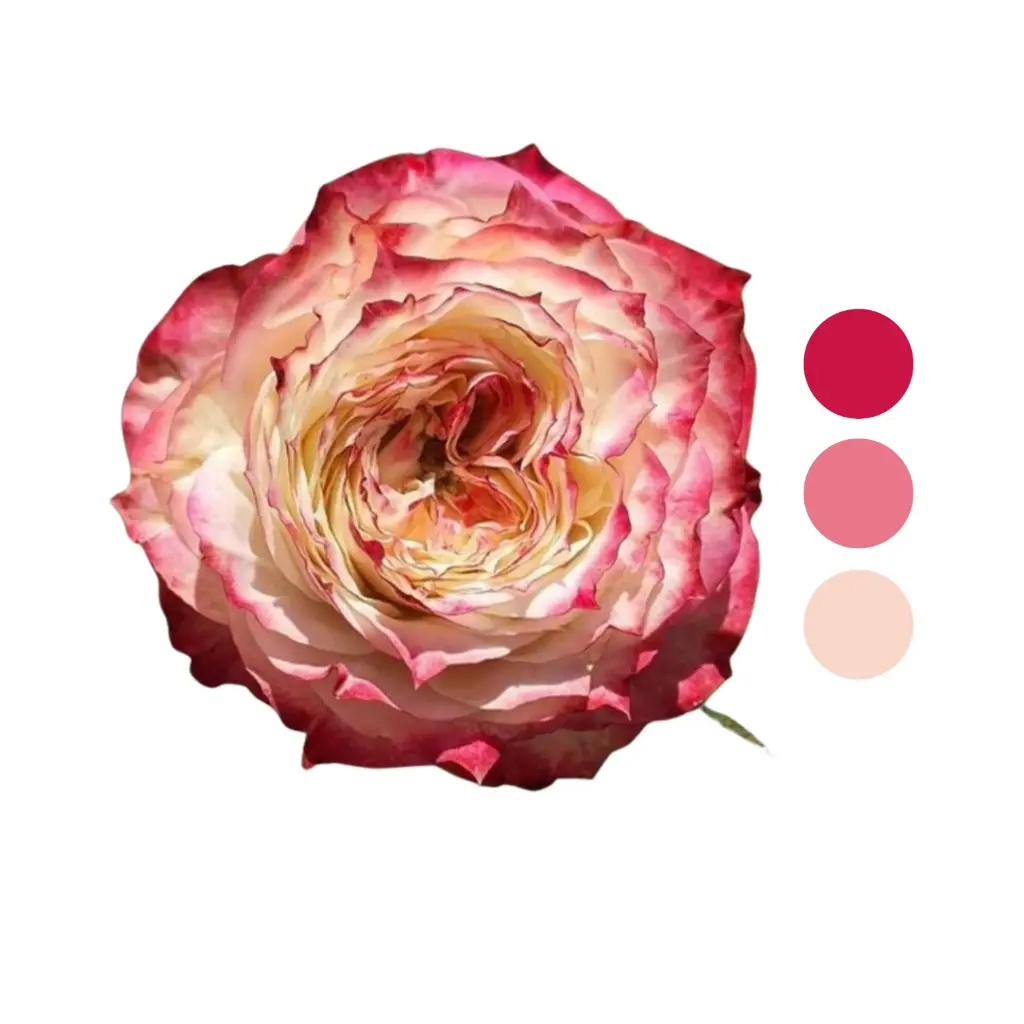 Apple Jack Bi-color Rose 