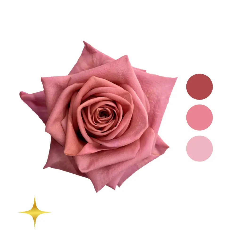 Barista Mauve Pink Rose