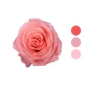 Superstition Coral/Pink Rose