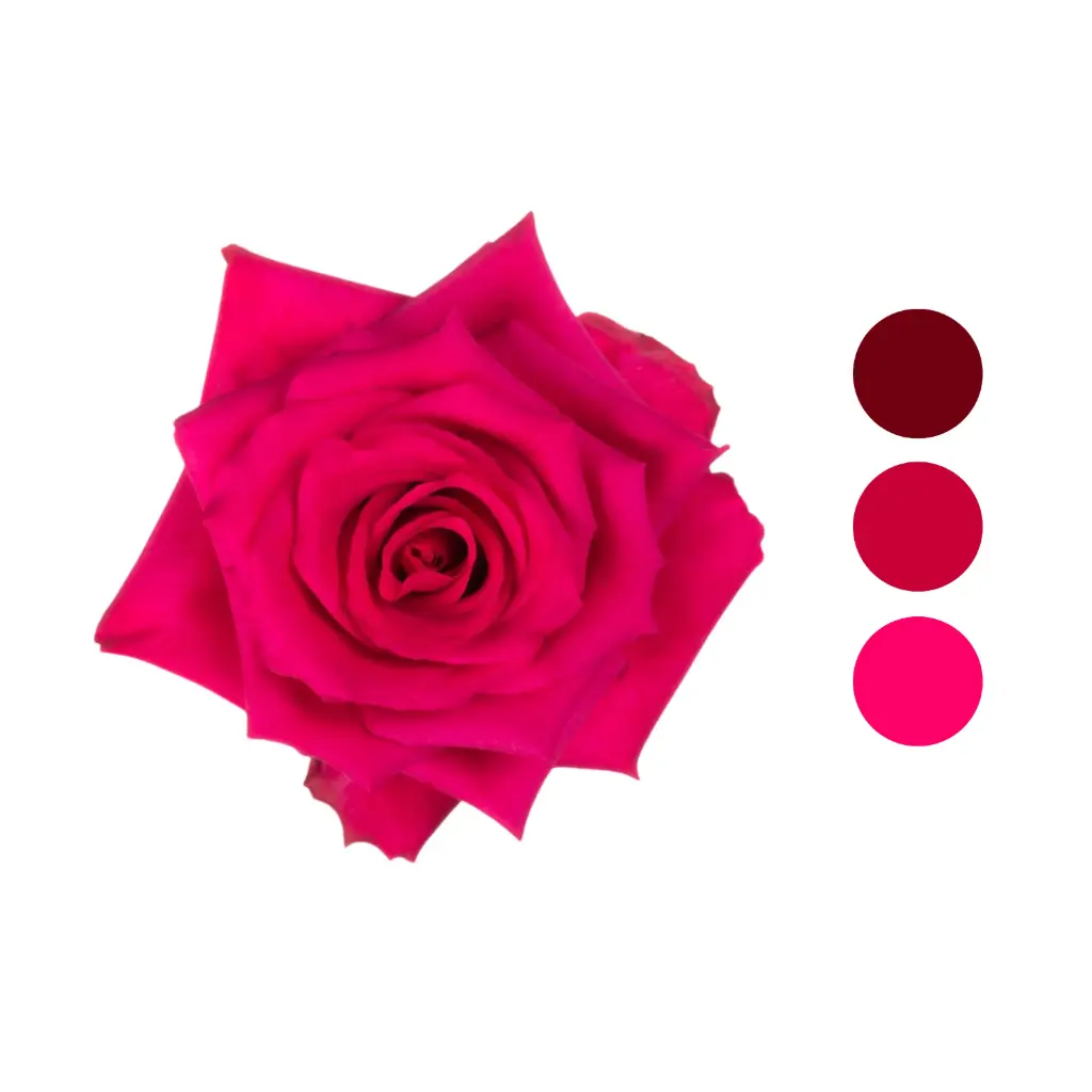 Hot Explorer Pink Rose  