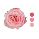 Bimba Pink Garden Rose