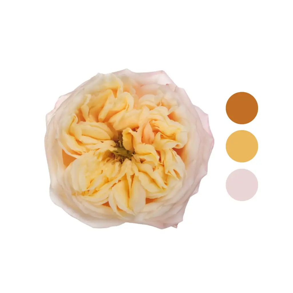 Blush X-pression Garden Rose  