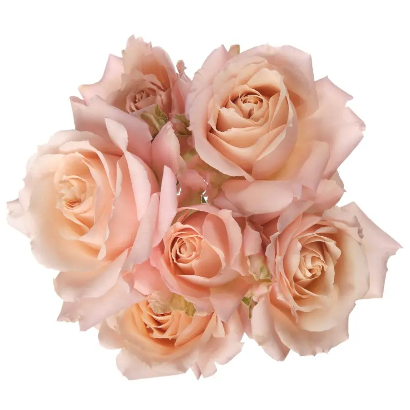 Sahara Sensation Peach Spray Rose 