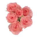Elegant Rosever Pink Spray Rose