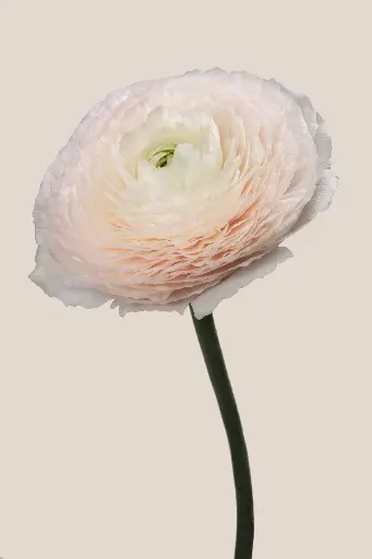 Cloni Success Favola 