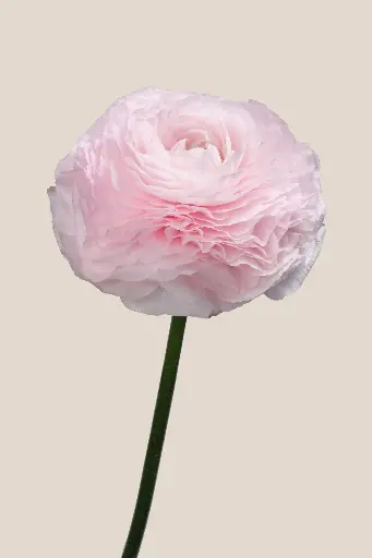 Cloni Success Lady