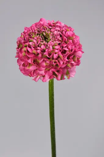 Cloni Success Ponpon Aladin