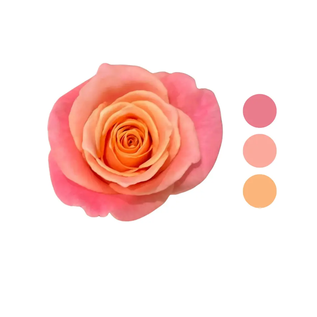 Miss Piggy Pink Rose  