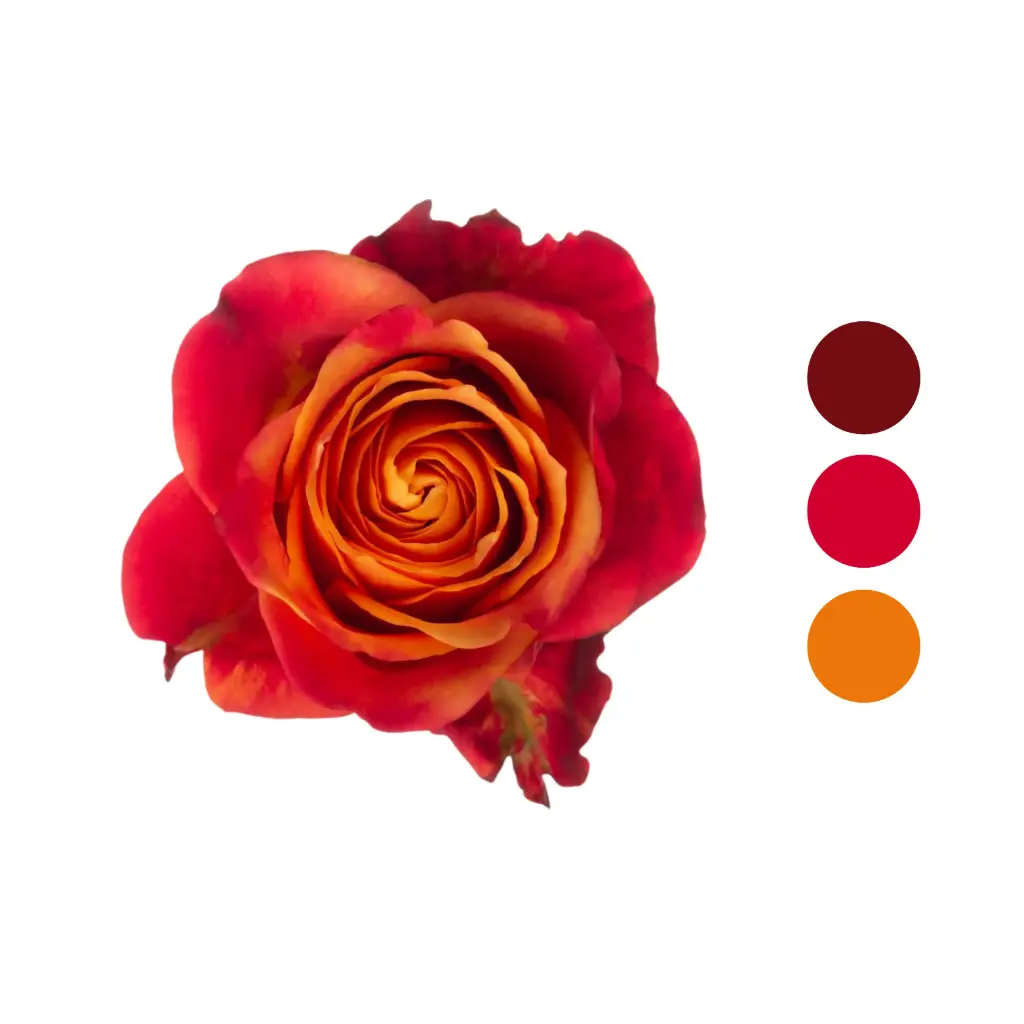 Atomic Orange Gold Rose  