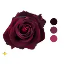 Black Baccara Red Rose